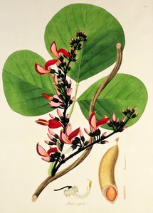 Butea Superba, illustration from 